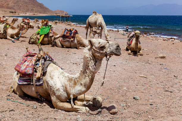 istock Caravan camels resting near the sea 1385758746