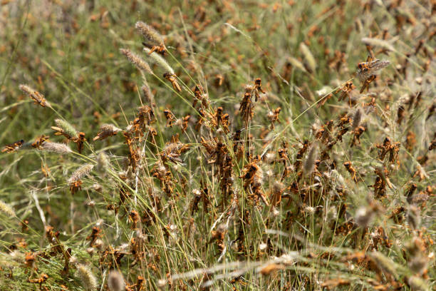 Swarm of locust eating grasslands