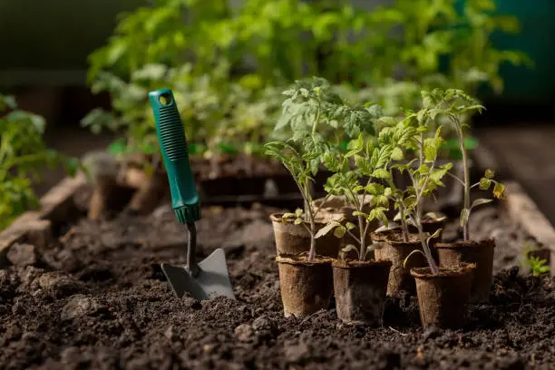 Photo of Soil with a young plant. Planting seedlings in the ground. There is a spatula nearby. The concept of agriculture and harvest. Close-up.