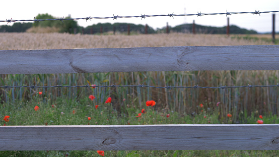 Poppies grow wild in farmland barbed wire fence medium shot selective focus