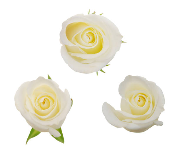istock Roses flowers it is isolated a holiday 1385760760