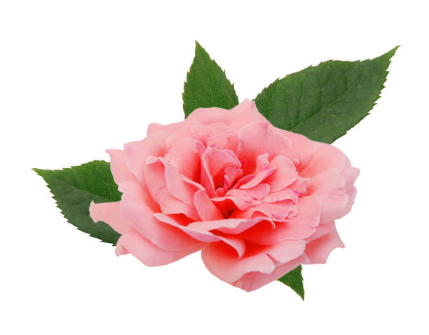 istock Pink rose on the white background 1385760774
