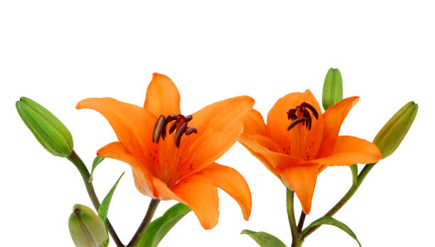 Two orange lillies on a white background