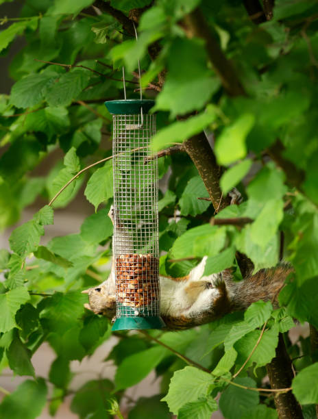 istock Close-up of a Grey Squirrel eating nuts from a bird feeder 1385761540
