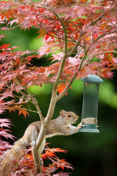 gros plan d’un écureuil gris mangeant des graines de tournesol d’une mangeoire à oiseaux sur un érable japonais coloré - japanese maple autumn leaf tree photos et images de collection