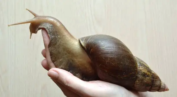 large African snail Achatina in human hands