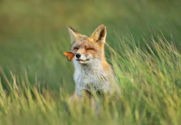 Photo of Red fox in a meadow with a butterfly sitting on a nose