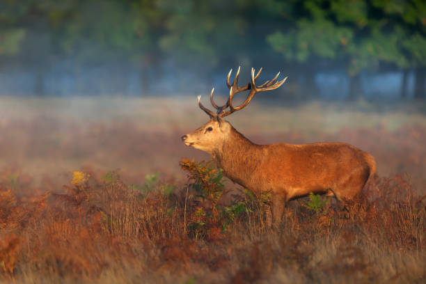 Close up of a red deer stag standing in a field of grass in autumn stock photo