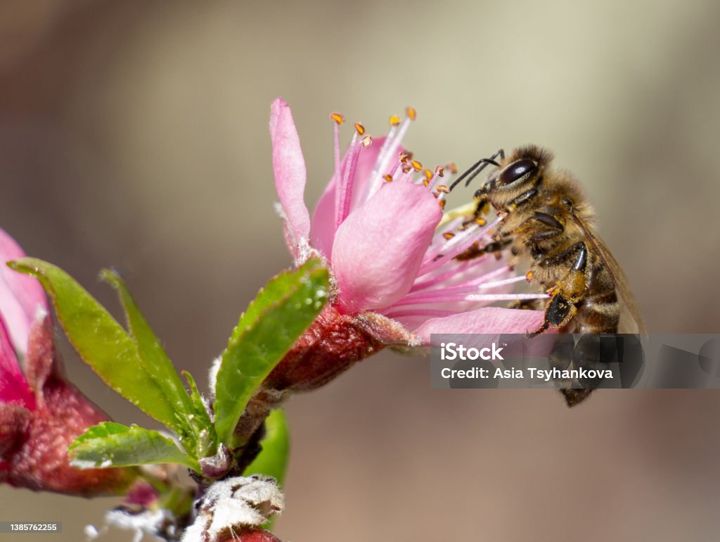 Close-up of a bee on a peach tree flowers Macro photo of a bee pollinates a pink peach tree flower. Flowering garden in spring Bee Stock Photo