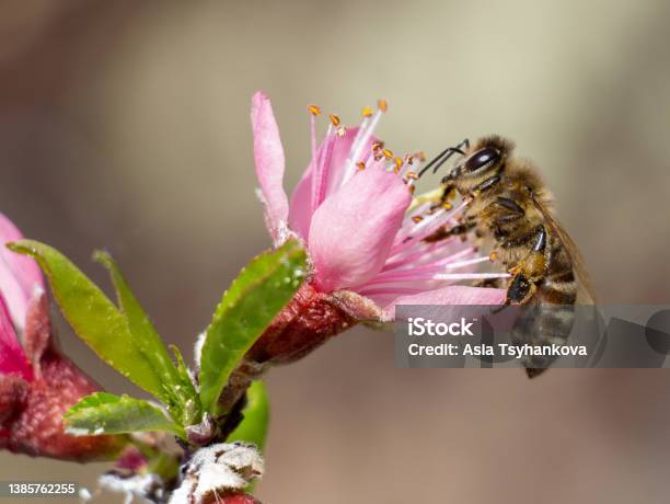 Closeup Of A Bee On A Peach Tree Flowers Stock Photo - Download Image Now - Bee, Rose Colored, Animal