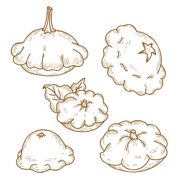 Collection of pattyson vegetables. Beautiful different patisson. Vector illustration. isolated Linear hand drawing, outline for design, decor and decoration Collection of pattyson vegetables. Beautiful different patisson. Vector illustration. isolated Linear hand drawing, outline for design, decor and decoration pattyson stock illustrations