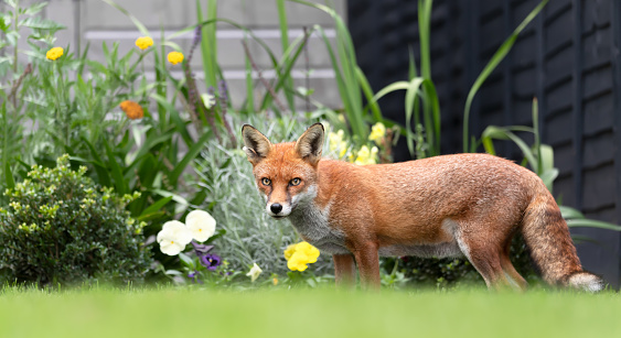 Close up of a red fox (Vulpes vulpes) in a garden in summer, United Kingdom.