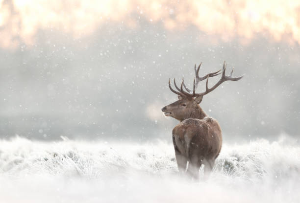 istock Red deer stag in the falling snow in winter 1385763159