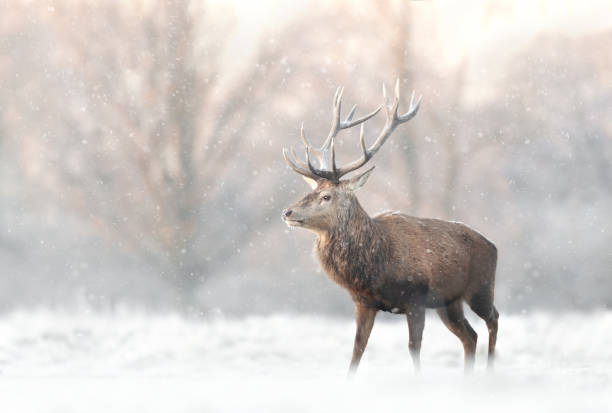 istock Red deer stag in the falling snow in winter 1385763171
