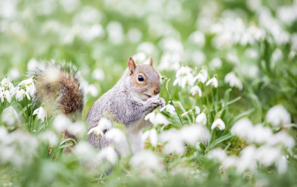 istock Close-up of a Grey Squirrel eating nut in snowdrops 1385763456