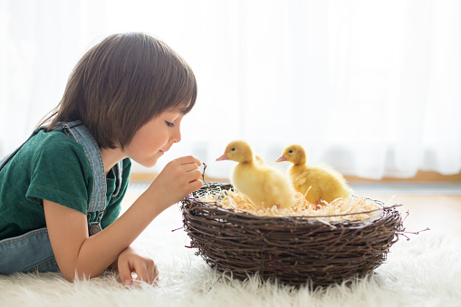 Cute little child, boy with ducklings springtime, playing together, little friend, childhood happiness