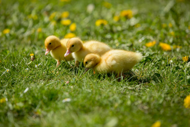 Three little ducklings in a nest, outdoors image in the park, springtime