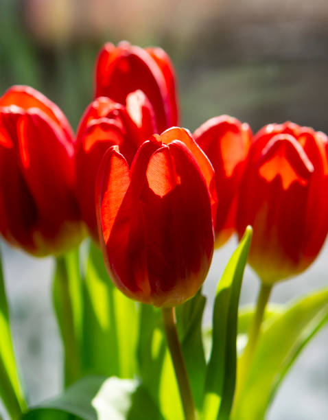 Bouquet of Red tulips (Tulipa) in the vase. Close up. Detail. stock photo