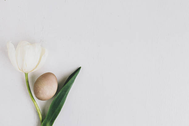 Stylish Easter egg and tulip flat lay on rustic white wood, space for text. Happy Easter! Natural dyed brown egg and spring flower composition, minimal layout. Greeting card