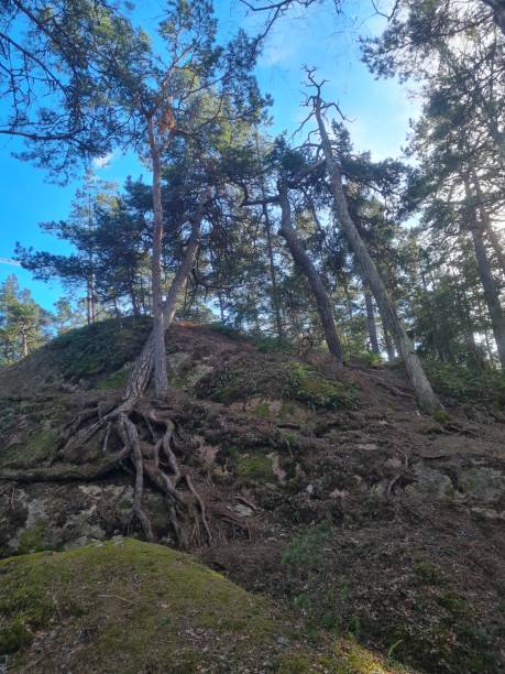 istock Roots of the tree 1385765803