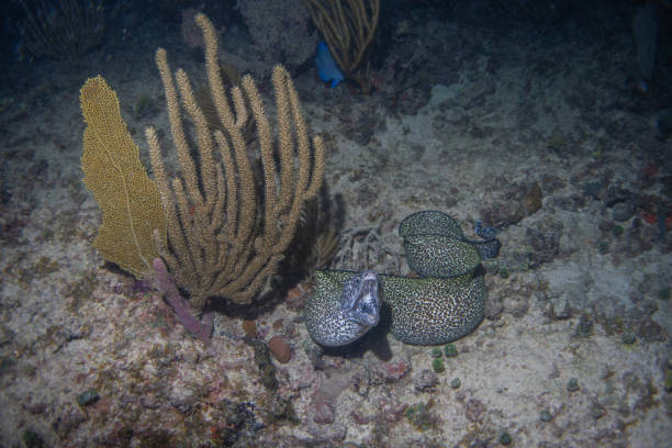 istock spotted moray eel close up taken in a night dive 1385765953