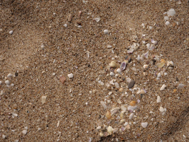 istock Background of chromatically rich algae, rocks, marine vegetation and seashells. 1385767805