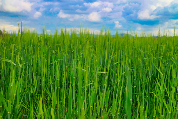 Green rye field in springtime with blue sky and clouds