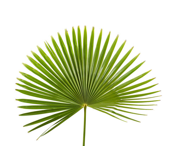Green palm leaf on white background Green palm leaf on white background tropical tree stock pictures, royalty-free photos & images