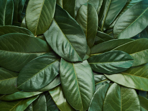 istock Green leaves in a row arranged as a full frame background 1385768606
