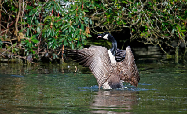 istock Canada geese bathing and preening on the lake 1385769336