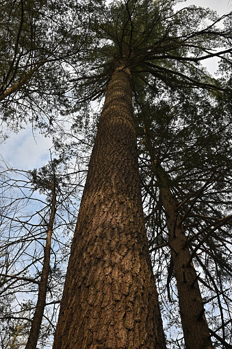 Old-growth eastern white pine in a Connecticut nature preserve