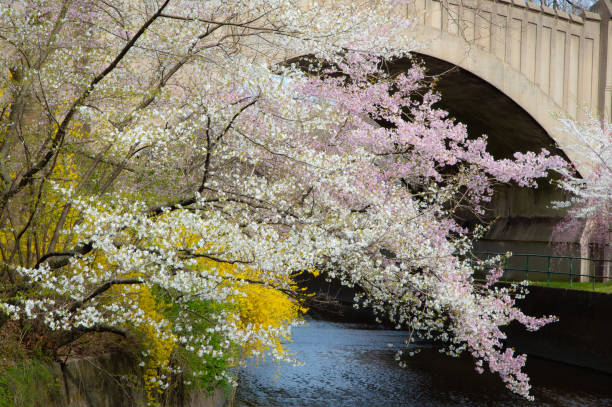 istock Cherry Blossom Flowers - Spring Flowers 1385771292