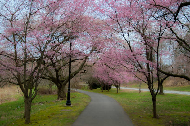 istock Cherry Blossom Flowers - Spring Flowers 1385771302