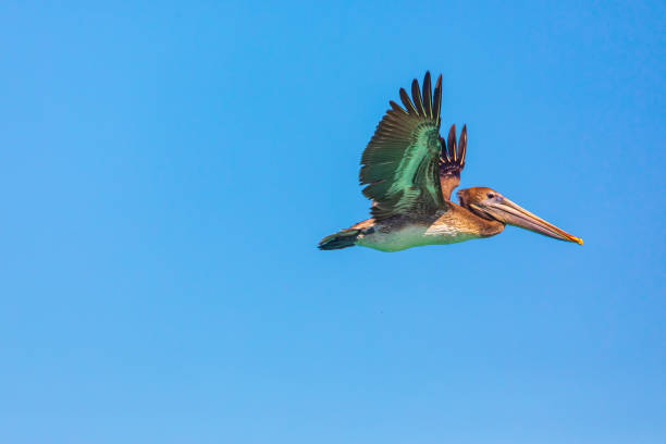 Brown Pelican over the Sea of Cortez. Playa El Tecolote, La Paz, Baja California Sur, Mexico. Brown Pelican over the Sea of Cortez. brown pelican stock pictures, royalty-free photos & images