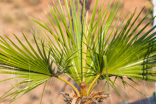 Mulege, Baja California Sur, Mexico. A small palm in the desert of Baja.