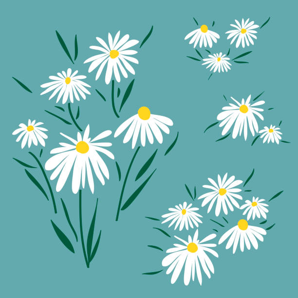 데이지가 있는 플로럴 컬렉션. 꽃 식물 모티프. 패션, 패브릭, 카드, 인쇄를 위한 컬러 벡터 일러스트레이션. 파란색 배경에 고립 된 손으로 그린 꽃 - daisy stock illustrations