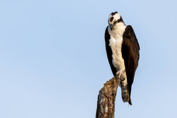 istock Perched adult Osprey 1385783923