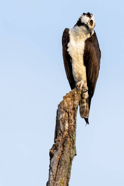 istock Perched adult Osprey 1385783926