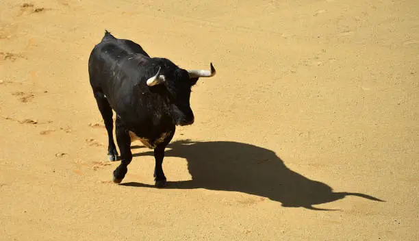 A black spanish bull with big horns