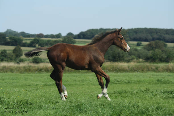 Bay foal run on spring pasture