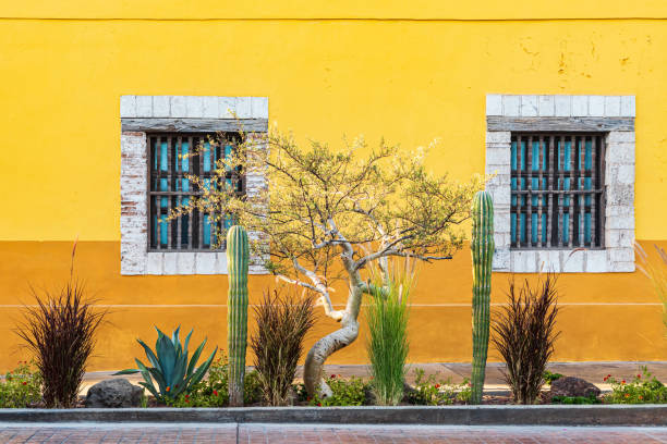 cactus garden in front of a yellow stucco building. - concho imagens e fotografias de stock