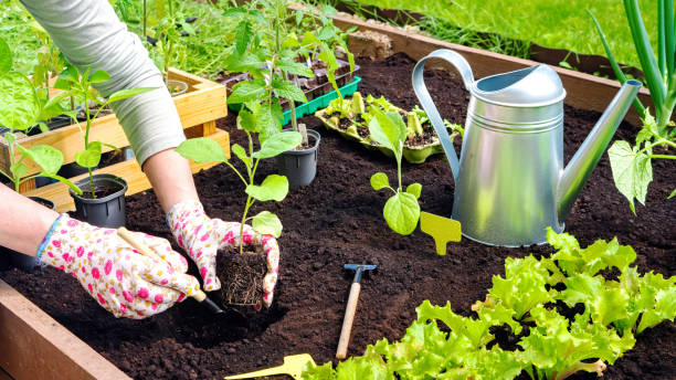 planter des plants d’aubergines dans le sol sur des plates-bandes surélevées en gros plan. les mains d’un jardinier en gants plantent une pousse dans le sol entourée d’outils de jardinage, d’un arrosoir, d’une boîte en bois avec des plants. - eggplant vegetable vegetable garden plant photos et images de collection