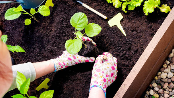 les mains en gants de jardinage plantent une pousse dans un trou dans le jardin en bois surélevé. repiquage de semis en pleine terre au printemps. cultiver des légumes dans des lits surélevés soignés. - eggplant vegetable vegetable garden plant photos et images de collection