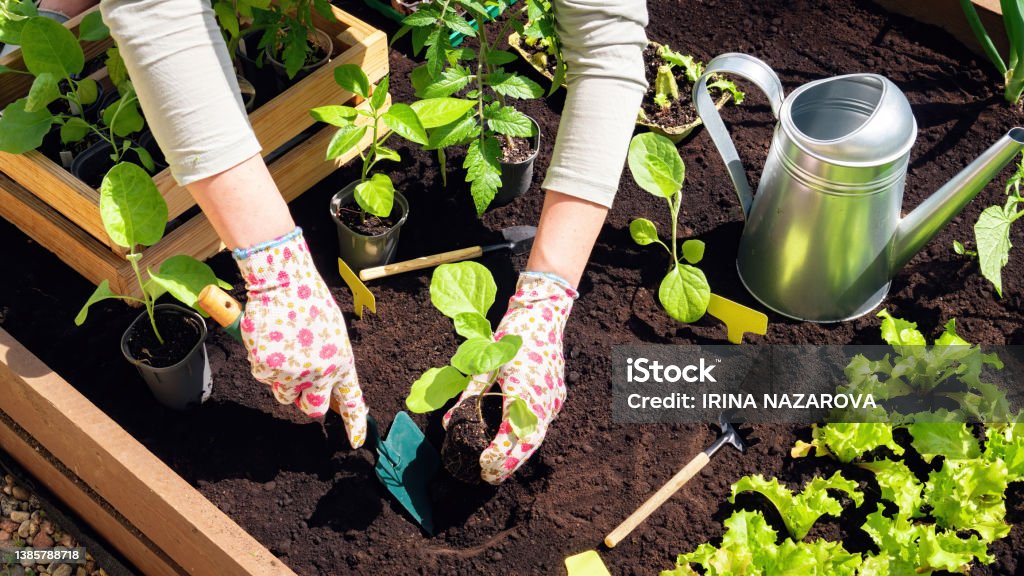 Transplanting of vegetable seedlings into black soil in the raised beds. Growing organic plants in wooden raised beds as a hobby. The farmer's gloved hands are digging a hole in the black soil. Vegetable Garden Stock Photo
