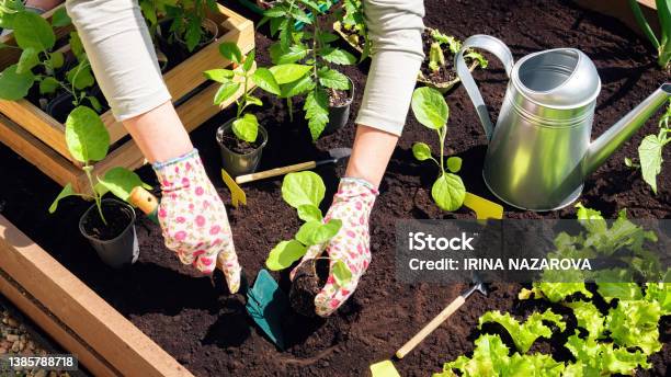 Transplanting Of Vegetable Seedlings Into Black Soil In The Raised Beds Growing Organic Plants In Wooden Raised Beds As A Hobby The Farmers Gloved Hands Are Digging A Hole In The Black Soil Stock Photo - Download Image Now