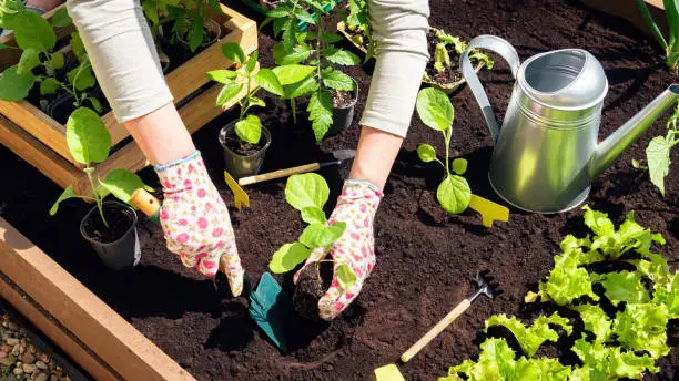 Transplanting of vegetable seedlings into black soil in the raised beds. Growing organic plants in wooden raised beds as a hobby. The farmer's gloved hands are digging a hole in the black soil.