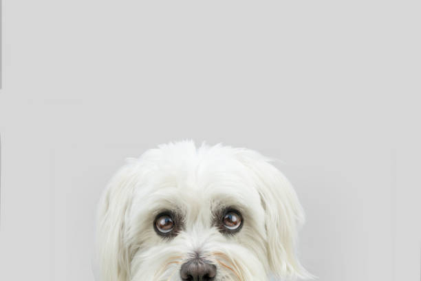 istock Close-up hide maltese dog looking with whale eyes. Isolated on grey background 1385789458