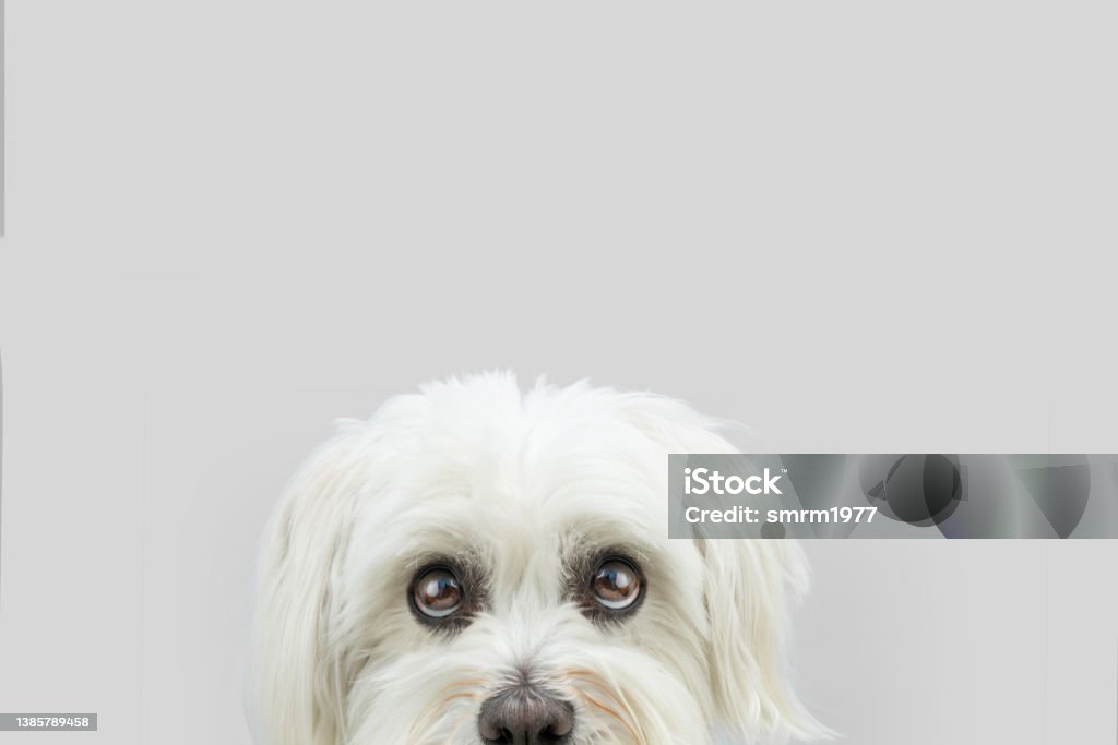 Close-up hide maltese dog looking with whale eyes. Isolated on grey background Embarrassment Stock Photo
