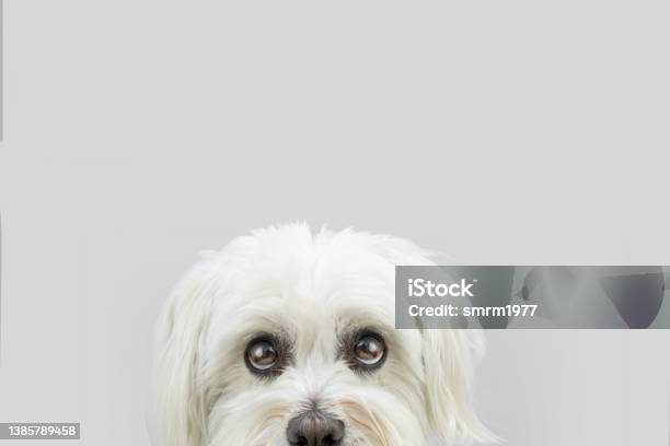 Closeup Hide Maltese Dog Looking With Whale Eyes Isolated On Grey Background Stock Photo - Download Image Now