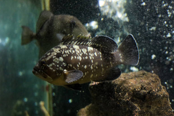 istock Grouper fish is swimming. 1385789481